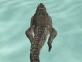 Jogo Simulador de crocodilo Caçada à praia  online