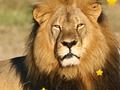 Jogo Estrelas escondidas de animais  online