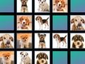 Jogo Memória animal  online