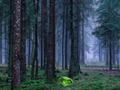 Jogo Pôr do sol místico na floresta online Jogo Pôr do sol místico na floresta online