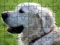 Jogo Quebra-cabeça de animais domesticados  online