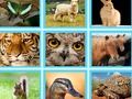 Jogo Por exemplo, Quiz Pic online