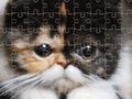 Jogo Gatos exóticos quebra-cabeça  online