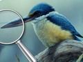 Jogo Aves 5 diferenças  online