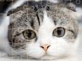 Jogo Tempo do enigma dos gatos  online