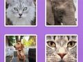 Jogo Animais de controle deslizante de imagens  online