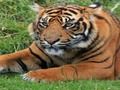 Jogo Curiosidades do zoológico online