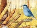 Jogo Pássaros: quebra-cabeças artísticos  online