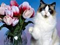 Jogo Quebra-cabeça de gatos engraçados  online