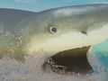 Jogo La Shark online Jogo La Shark online