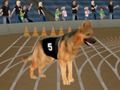 Jogo Febre de corrida de cachorro maluca online