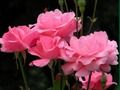 Jogo Rosas cor de rosa  online