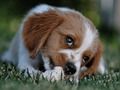 Jogo Jigsaw Doggy online
