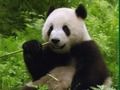 Jogo Puzzle de pandas online