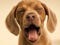 Jogo Cachorrinho engraçado  online
