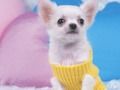 Jogo Lindo quebra -cabeça de cachorro online