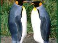 Jogo Quebra -cabeça de pinguim online