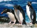 Jogo Corrediça dos pinguins  online