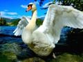 Jogo Slide de cisnes  online