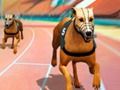 Jogo Crazy Dog Racing Fever  online
