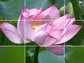 Jogo Flores de lótus  online