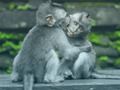 Jogo Chimpanzé Jigsaw  online