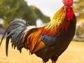 Jogo Quebra -cabeça de pássaros domésticos online