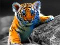 Jogo Animais selvagens do bebê quebra-cabeças  online