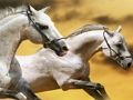 Jogo Corrediça do cavalo  online