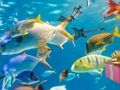Jogo Objetos ocultos: slide tropical  online
