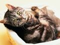 Jogo Quebra-cabeça de gatos e cachorros engraçados  online