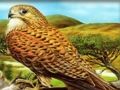 Jogo Aves de rapina quebra-cabeça  online