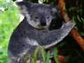 Jogo Bebê fofo urso coala  online