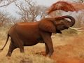 Jogo Puzzle de Jigsaw Animals - Elefantes online