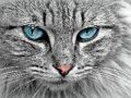 Jogo Jigsaw do olho de gato online