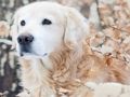 Jogo PETS DE INVERNO POTENHO online