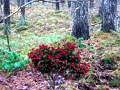 Jogo Aventura florestal de Bernati online