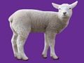 Jogo Animal Bebé  online