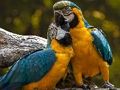 Jogo Jigsaw Parrot online