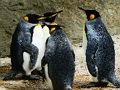 Jogo Quebra-cabeça King Penguin  online