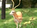 Jogo Animal Safari Hunter 2020 online