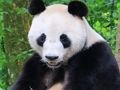 Jogo Quebra-cabeça de animais  online
