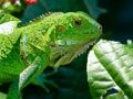 Jogo Iguana selvagem  online