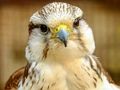 Jogo Jigsaw Gyrfalcon online
