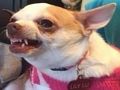 Jogo Que cachorro meme você é?  online
