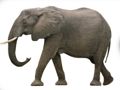 Jogo Animal ABC online Jogo Animal ABC online