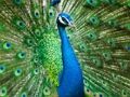 Jogo Jigsaw do pavão online