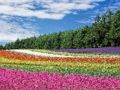 Jogo Quebra-cabeça de jardim de flores coloridas  online