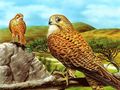 Jogo Slide de Aves de Rapina  online