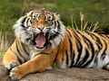 Jogo Animais Quebra-cabeça Tigre  online